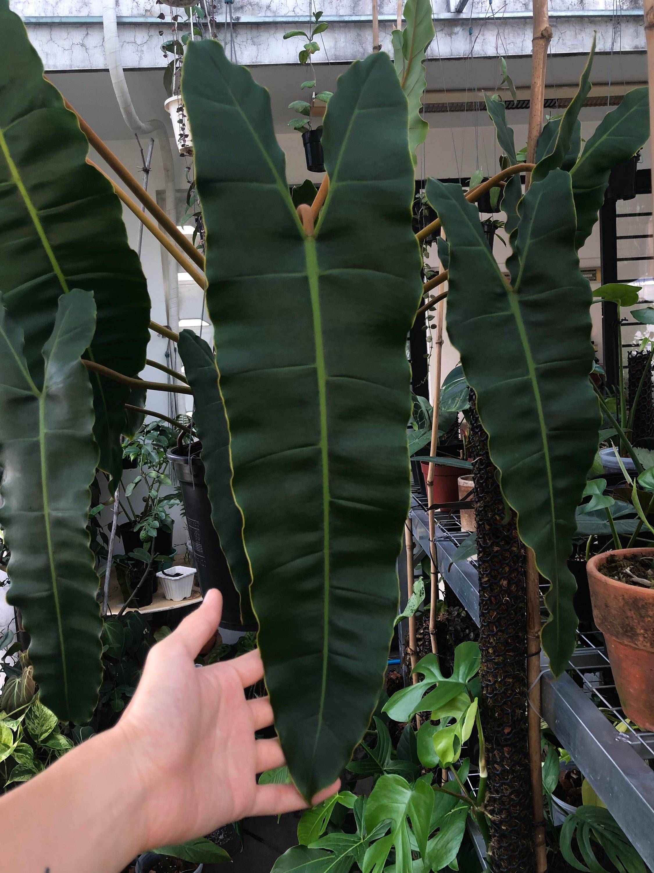 philodendron plowmanii kaufen Philodendron plowmanii 'Watermelon' – Roehampton Orchids main image 0
