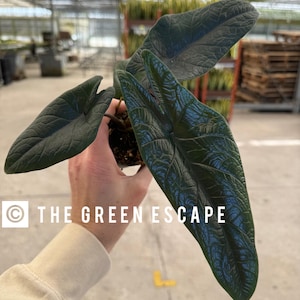 Alocasia scalprum 4” pot (ALL PLANTS require you to purchase 2 plants!)