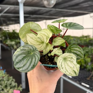 May include: A rustic wooden sign with the text "Welcome to our home" in white lettering. The sign features a distressed finish and a simple, inviting design, perfect for a front porch or entryway.