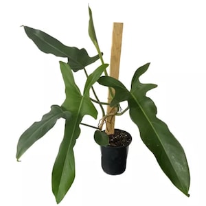 May include: A green houseplant with large, pointed leaves growing in a black pot. The plant is supported by a wooden stake.