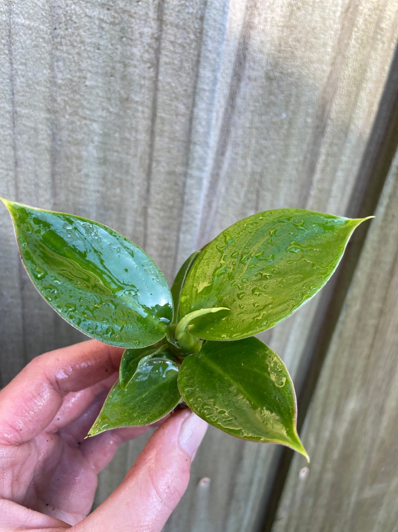 TheGreenEscape Philodendron Thai Congo Plant - Thumbnail 2