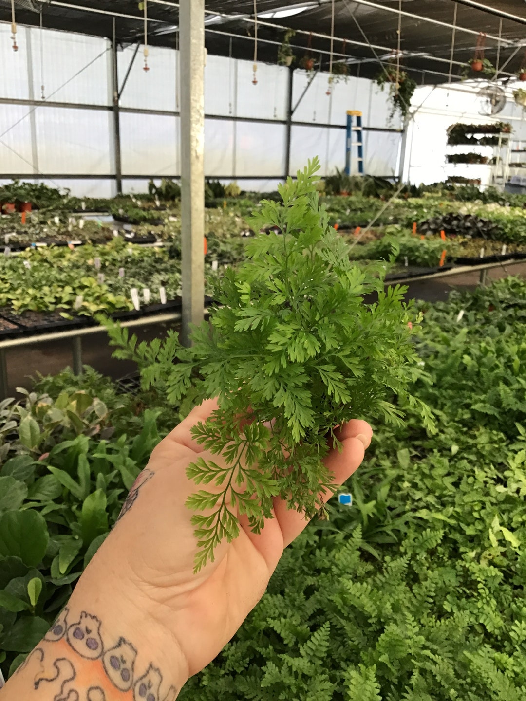 White Rabbit Foot Fern Starter Plant (ALL STARTER PLANTS Require You to ...
