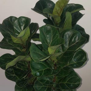 Ficus lyrata “little sunshine” Starter Plant  (ALL STARTER PLANTS require you to purchase 2 plants!)