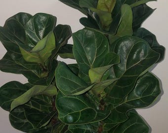 Ficus lyrata « petit soleil » plante de démarrage (TOUTES LES PLANTES DE DÉMARRAGE nécessitent l'achat de 2 plantes !)