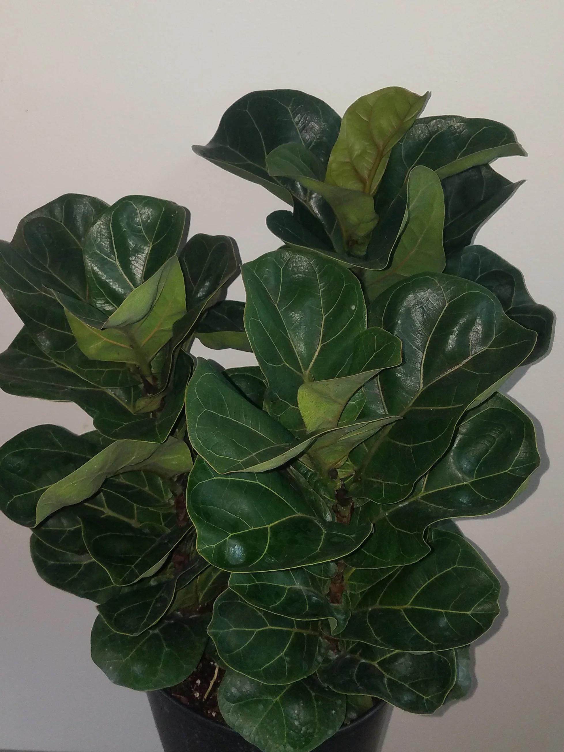 monstera nails Lush Layers (M610)