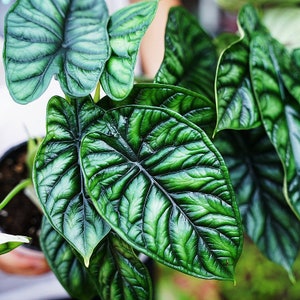 Alocasia sinuata “quilted dream” Starter Plant (ALL STARTER PLANTS require you to purchase 2 plants!)