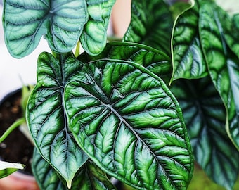 Alocasia sinuata “quilted dream” Starter Plant (ALL STARTER PLANTS require you to purchase 2 plants!)
