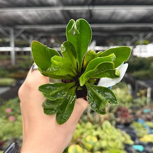 Exact Plant Asplenium Cobra Fern Specific 2” Pot 4740EME | G/H (All PLANTS require you to purchase 2 plants!)