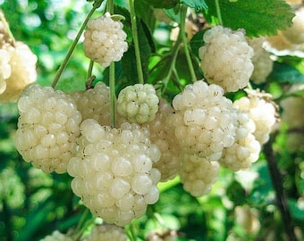 Snowbank blackberry Starter Plant (ALL STARTER PLANTS require you to purchase 2 plants!)