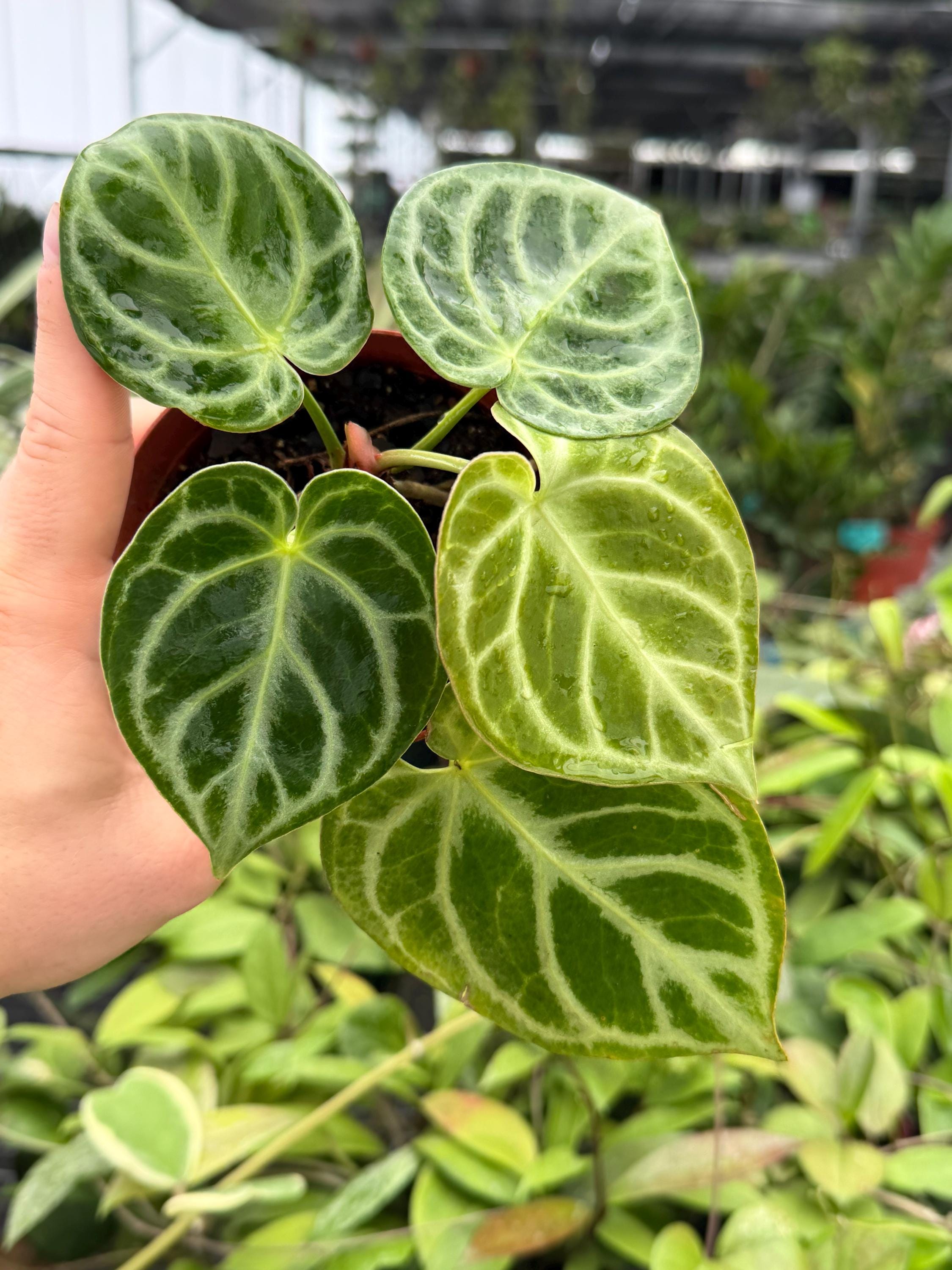 Anthurium Dorayaki X - Etsy