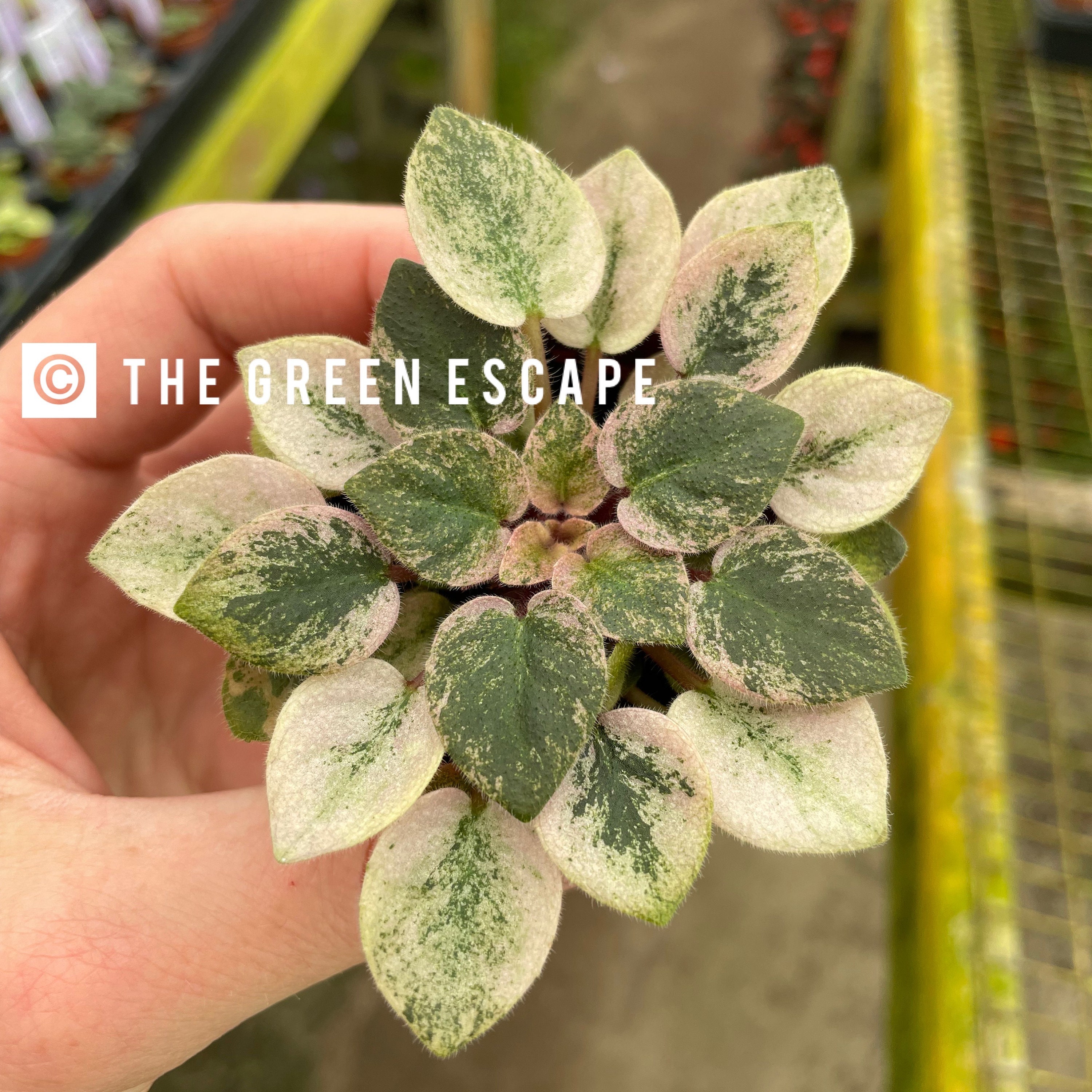 Rob's Hallucination African Violet Starter Plant (ALL Starter