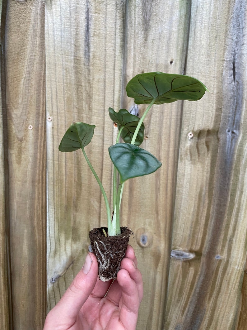 TheGreenEscape Alocasia Silver Dragon Plant - Thumbnail 2
