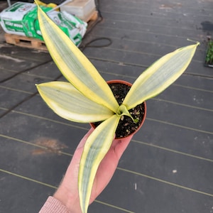 Sansevieria ghost 4pot ALL PLANTS require you to purchase 2 plants image 1