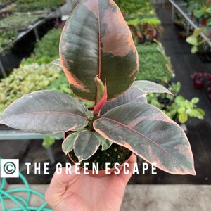 Ficus Ruby 4” pot (ALL PLANTS require you to purchase 2 plants!)