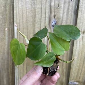 Philodendron hederaceum heart leaf Starter Plant ALL STARTER PLANTS require you to purchase 2 plants image 7