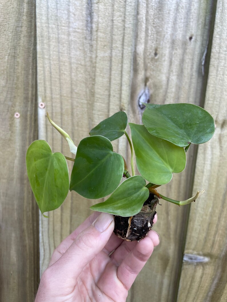 Philodendron hederaceum heart leaf Starter Plant ALL STARTER PLANTS require you to purchase 2 plants image 7