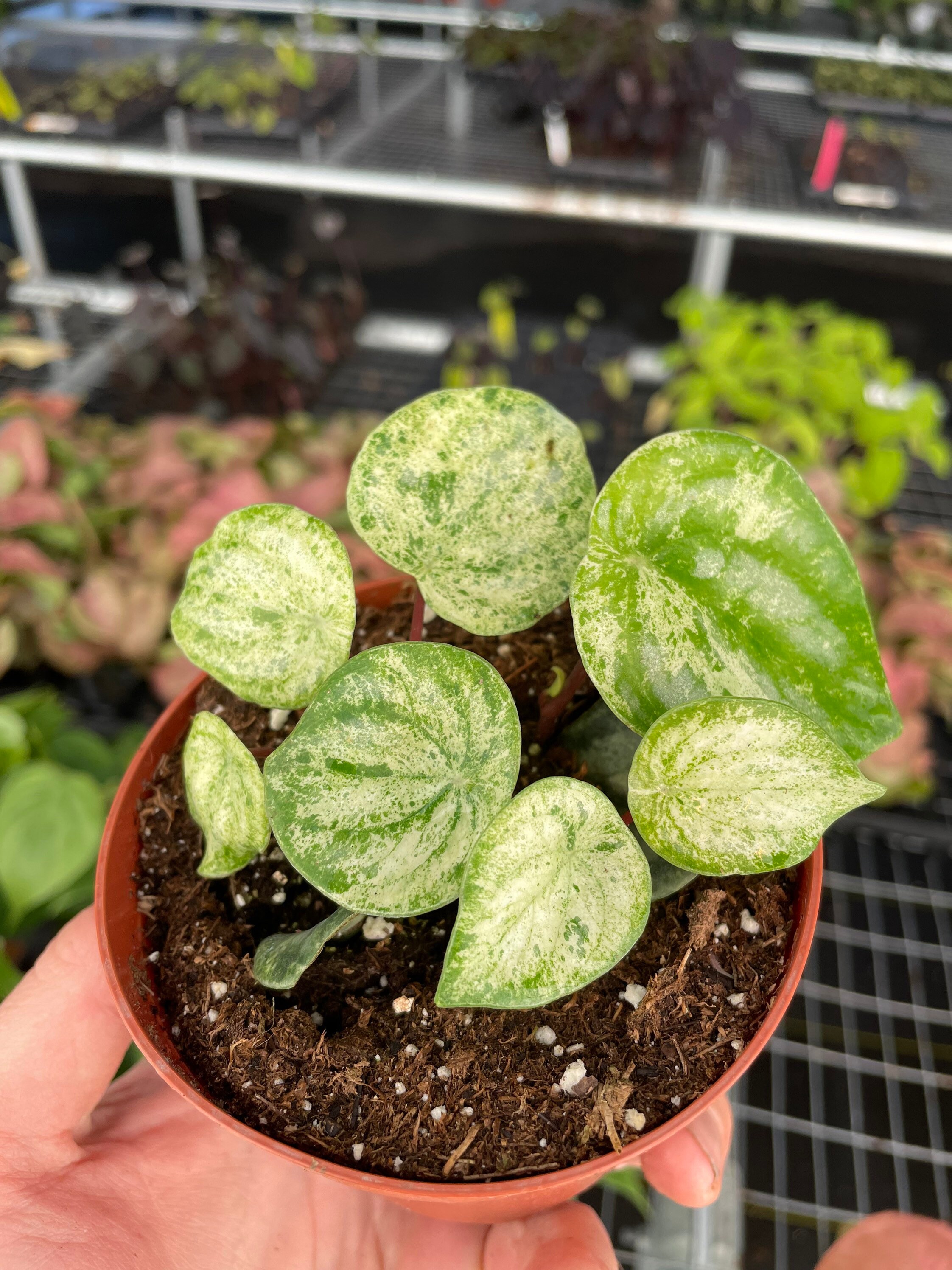 Peperomia Gold Dust Woman 4pot ALL PLANTS Require You to - Etsy