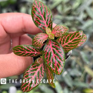 Fittonia red (nerve plant) Starter Plant (ALL STARTER PLANTS require you to purchase 2 plants!)