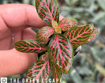 Fittonia red (nerve plant) Starter Plant (ALL STARTER PLANTS require you to purchase 2 plants!)