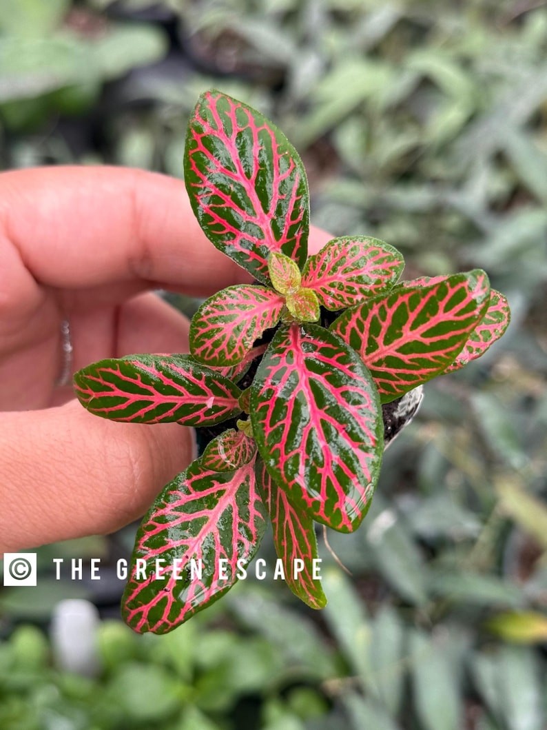 Puede incluir: Una peque&ntilde;a planta en maceta con hojas verdes y venas rojas brillantes. La planta est&aacute; siendo sostenida en una mano.