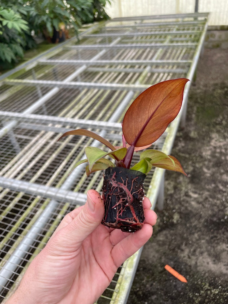 Philodendron McColley's Finale - Thumbnail 5