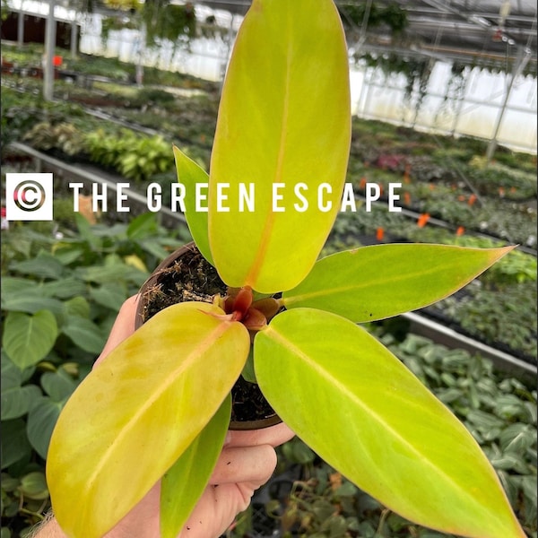 Philodendron Tangerine 4” pot (ALL PLANTS require you to purchase 2 plants!)