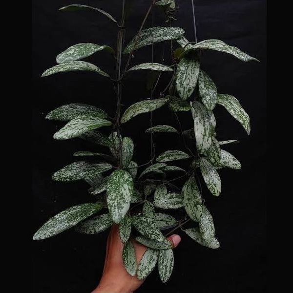 Hoya Sigillatis splash wide form Starter Plant (ALL STARTER PLANTS require you to purchase 2 plants!)