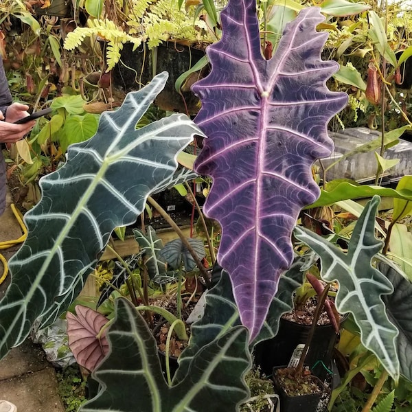 Alocasia Purpley Starter Plant (ALL STARTER PLANTS require you to purchase 2 plants!)