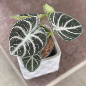 Alocasia Ninja Starter Plant (ALL STARTER PLANTS require you to purchase 2 plants!)