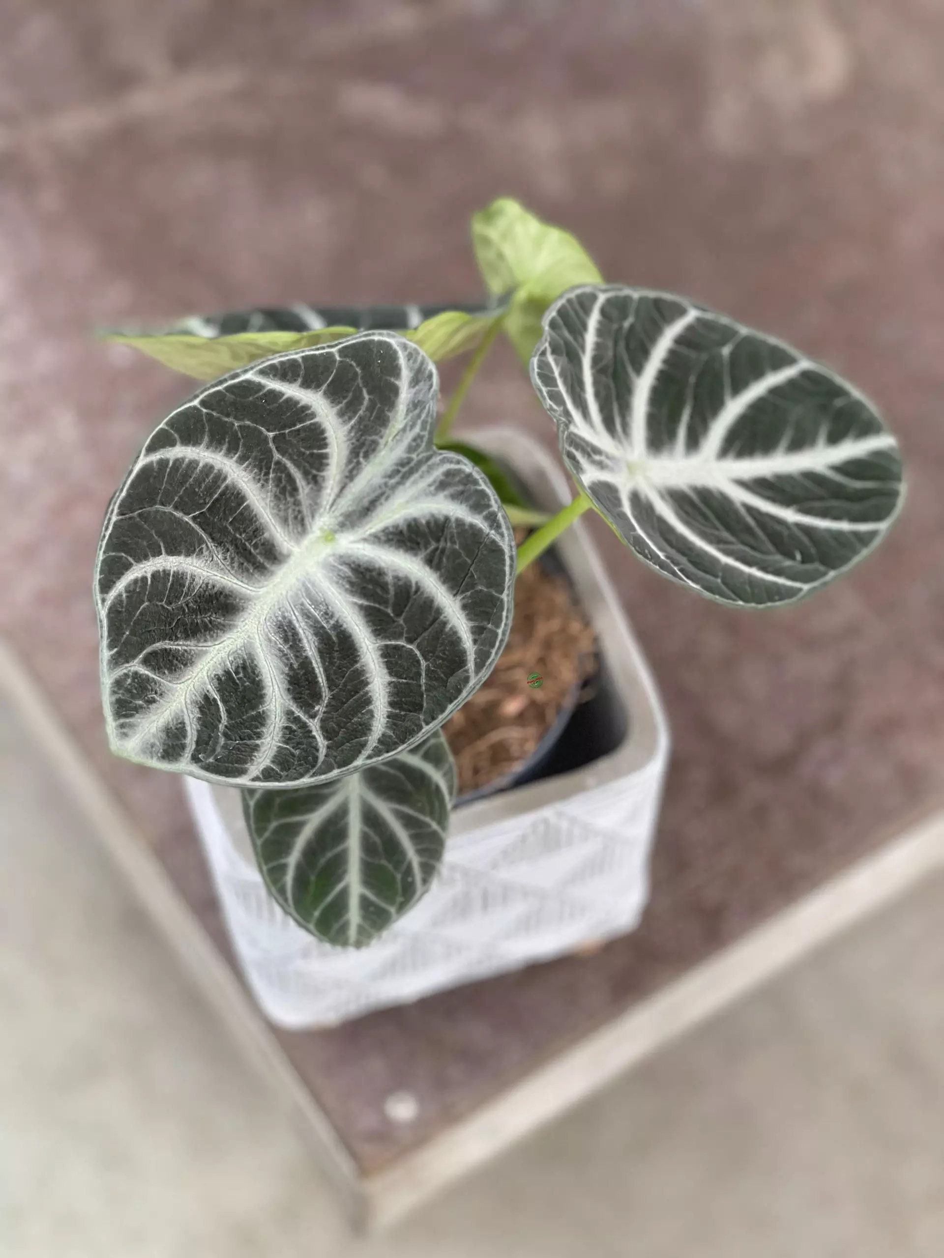 Alocasia Ninja Starter Plant (ALL STARTER PLANTS Require You to