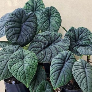 May include: A group of dark green plants with large, textured leaves. The leaves have a deep green color and a velvety texture.