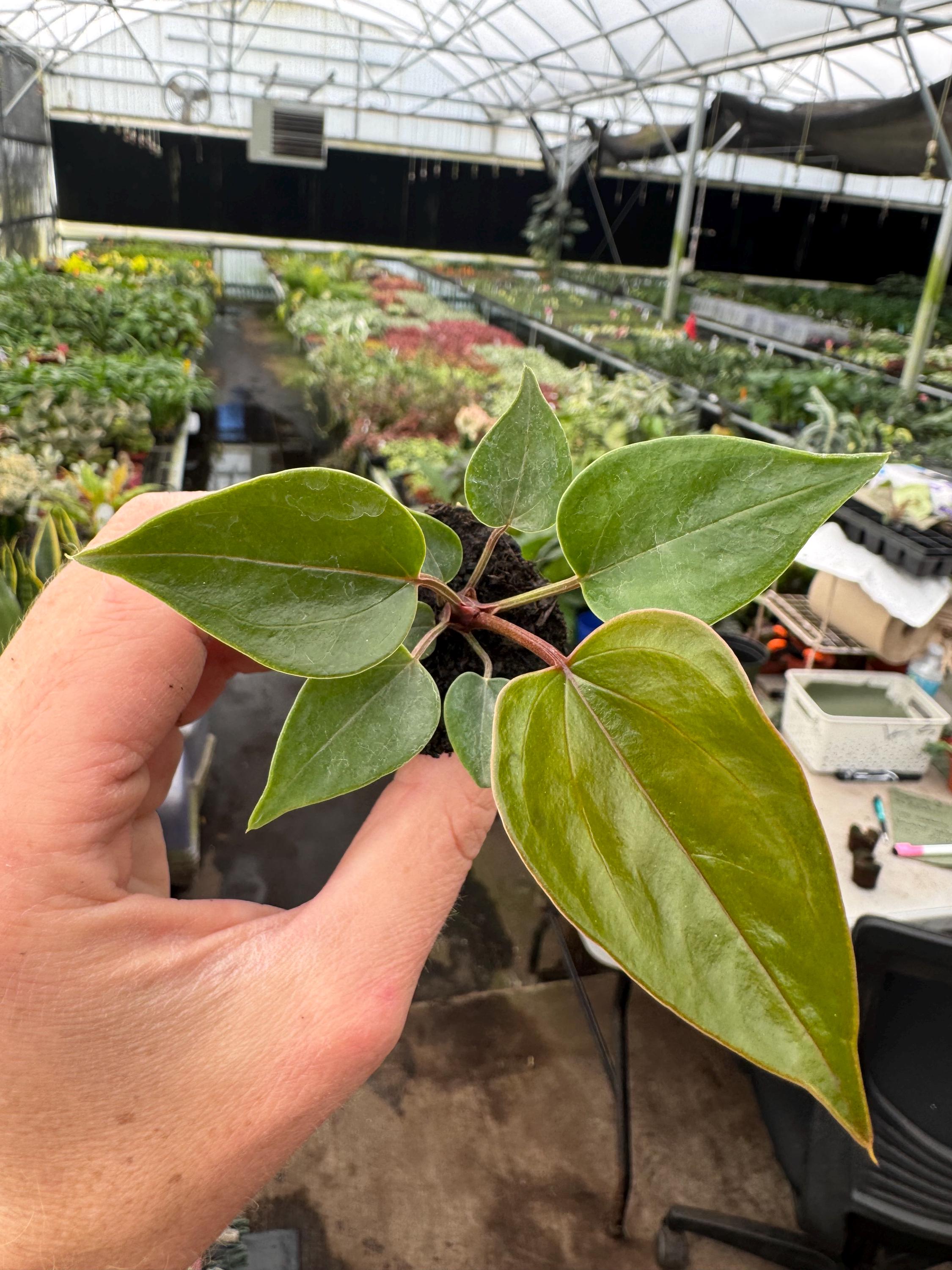 Anthurium Black Mage Starter Plant (ALL STARTER PLANTS Require You