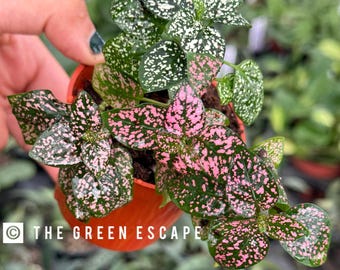 Hypoestes mixed 2” pot (polka dot plant) (ALL PLANTS require you to purchase 2 plants!)