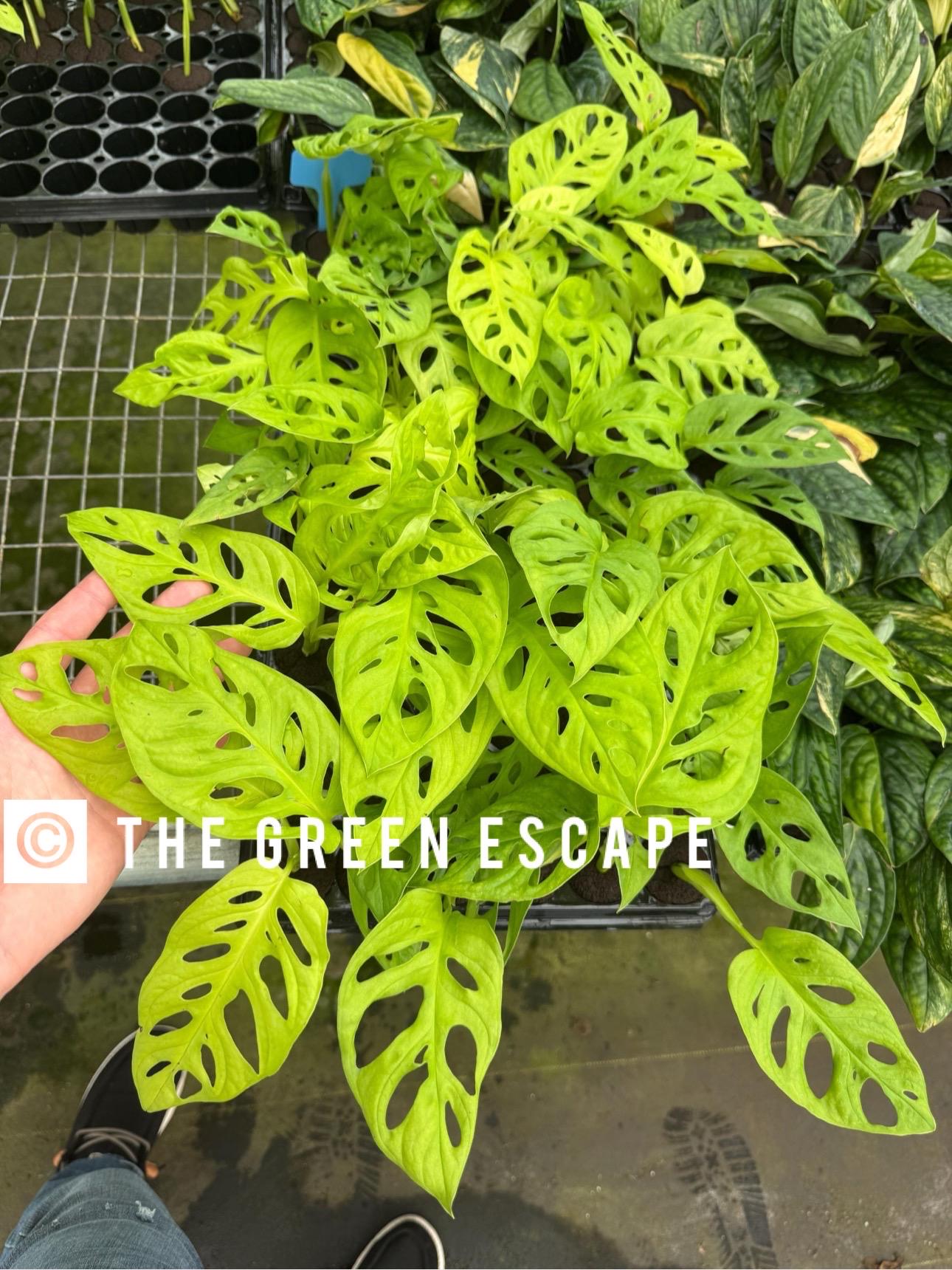 Monstera Adansonii Neon Starter Plant (ALL STARTER PLANTS Require