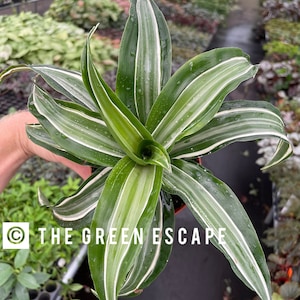 May include: A green and white variegated houseplant with long, narrow leaves. The plant is in a pot and is being held by a hand. The text "THE GREEN ESCAPE" is visible in the lower right corner of the image.