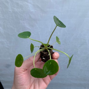 Pilea Peperomioides Chinese Money Plant / Ufo plant Starter Plant ALL STARTER PLANTS require you to purchase 2 plants image 3