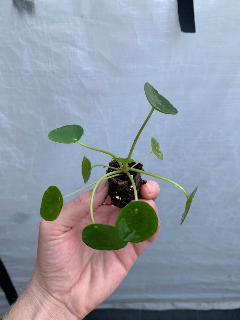 Pilea Peperomioides Chinese Money Plant / Ufo plant Starter Plant ALL STARTER PLANTS require you to purchase 2 plants image 3