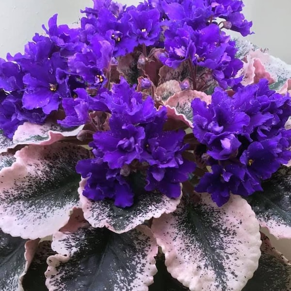 Cajuns blueberry hill African violet starter plant (ALL Starter PLANTS require you to purchase 2 plants!)