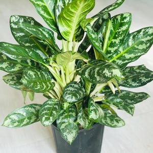 corn plant dracaena fragrans massangeana Happy Plant - Dracaena fragrans 'Massangeana'