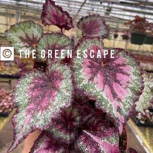 Harmonys Puppy love begonia Starter Plant (ALL STARTER PLANTS require you to purchase 2 plants!)