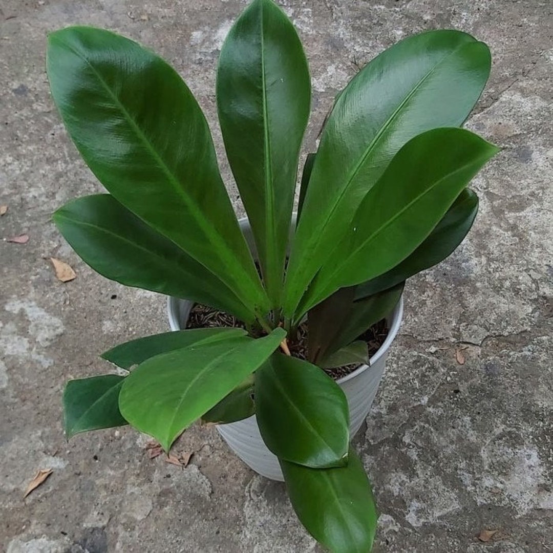 Philodendron Linnaei Kunth Starter Plant (ALL STARTER PLANTS Require You to  Purchase 2 Plants!) - Etsy