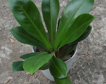 Plante de démarrage Philodendron linnaei kunth (TOUTES LES PLANTES DE DÉMARRAGE nécessitent l'achat de 2 plantes !)