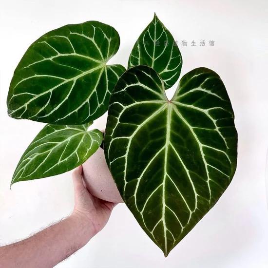 Anthurium Crystallinum Turtle Starter Plant (ALL STARTER PLANTS