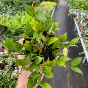 Hoya lacunosa 4” pot (ALL PLANTS require you to purchase 2 plants!)