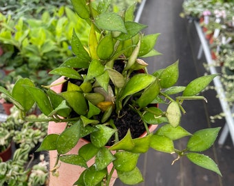 Hoya lacunosa 4” pot (ALL PLANTS require you to purchase 2 plants!)