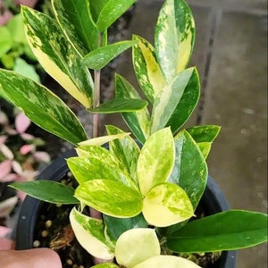 Variegated zz Starter Plant (ALL STARTER PLANTS require you to purchase 2 plants!)