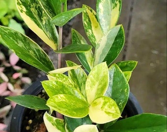 b grade variegated zz Starter plant (ALL STARTER PLANTS require you to purchase 2 plants!)