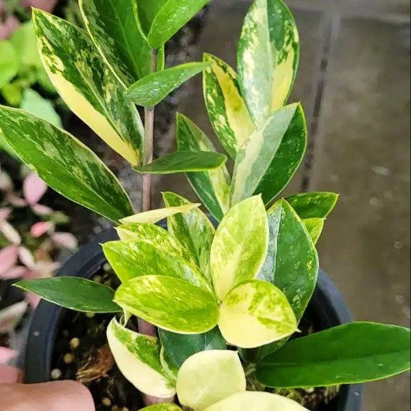 b grade variegated zz Starter plant (ALL STARTER PLANTS require you to purchase 2 plants!)