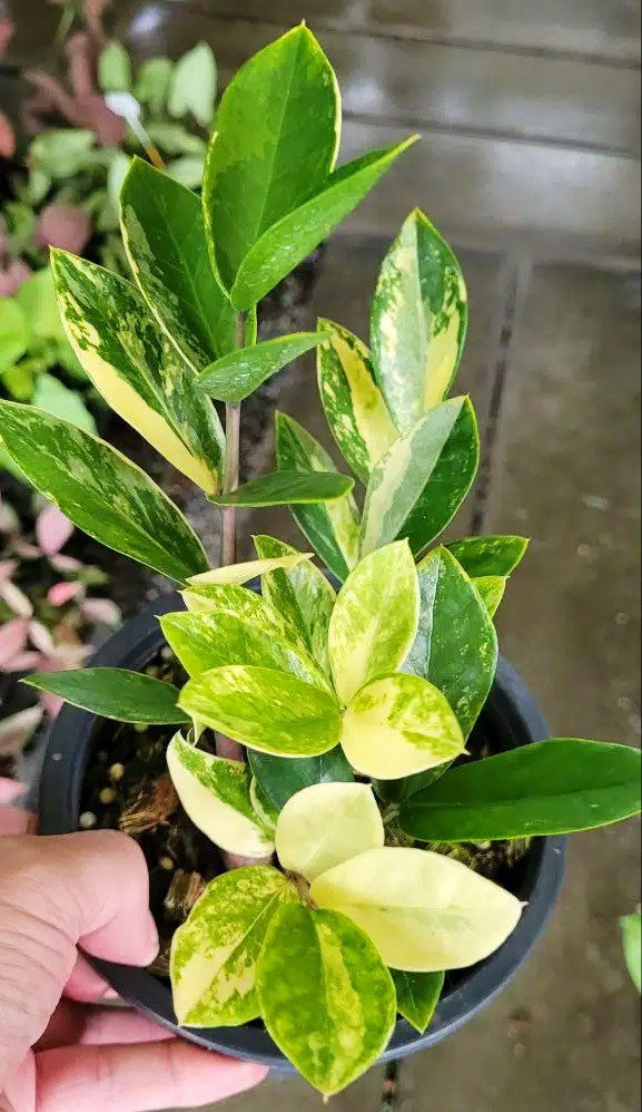 ザミオクルカス ザミーフォリア 斑入りZZ plant Variegated Zamioculcas Zamiifolia (ZZ) Variegated Starter Plant (all Starter