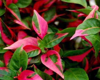 Alternanthera party time Starter Plant (ALL STARTER PLANTS require you to purchase 2 plants!)